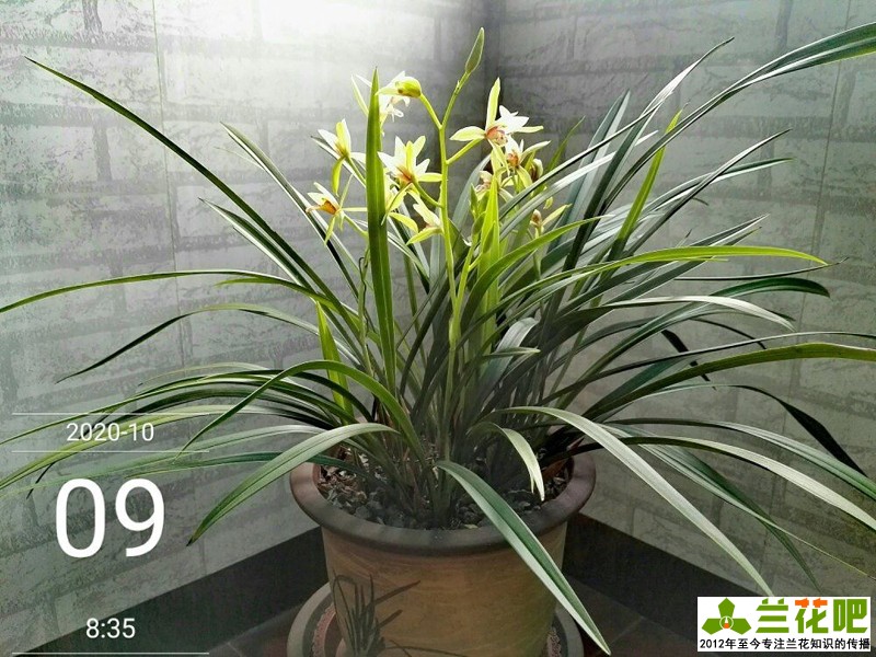 鍏拌姳浠锋牸鏆磋穼鍘熷洜鍒嗘瀽,鐤儏鏈熼棿鍏拌姳浠锋牸璧板娍