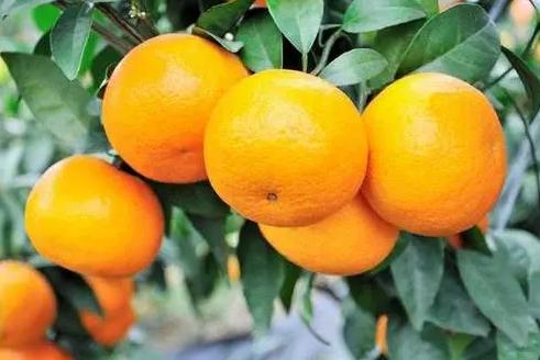 知道错了吗？澳大利亚柑橘滞留中国港口，议员猛批：太愚蠢