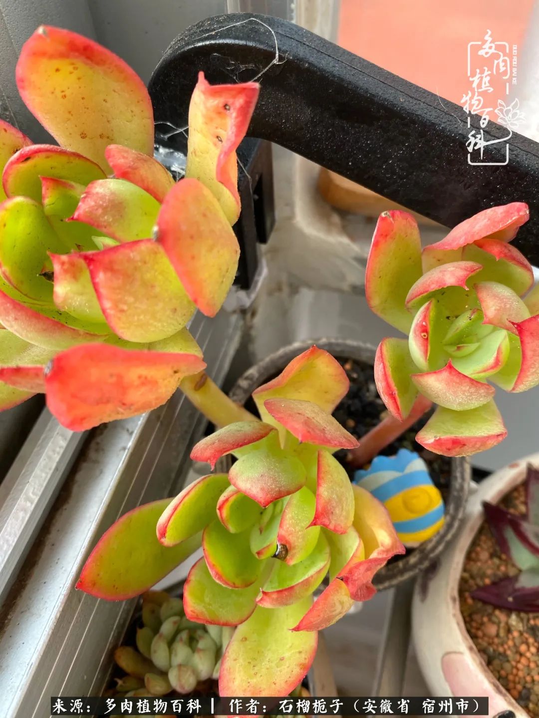 治愈系多肉：何以解忧，唯有多肉