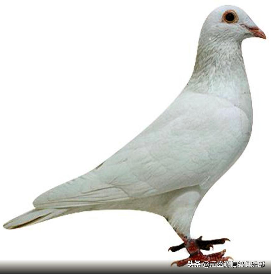 赛鸽进入高峰怎么调理,赛鸽怎样防止上火