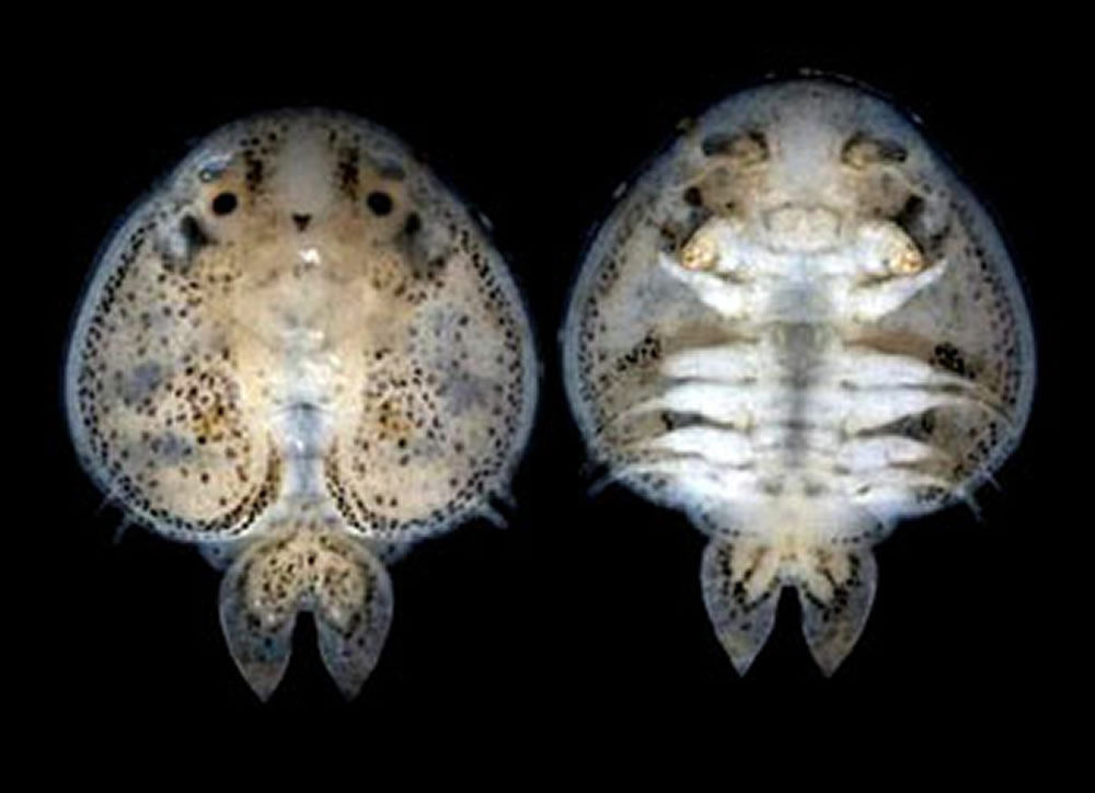 鱼虱和鱼鲺傻傻分不清楚？别再搞混了，治疗方法可能不一样