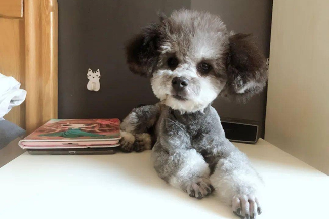 泰迪犬早上起来吐黄泡沫是咋回事,泰迪犬吐黄色泡沫怎么办