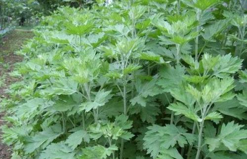 在地里烧秸秆害虫烧死一大半,在山里砍竹子用的蚊香