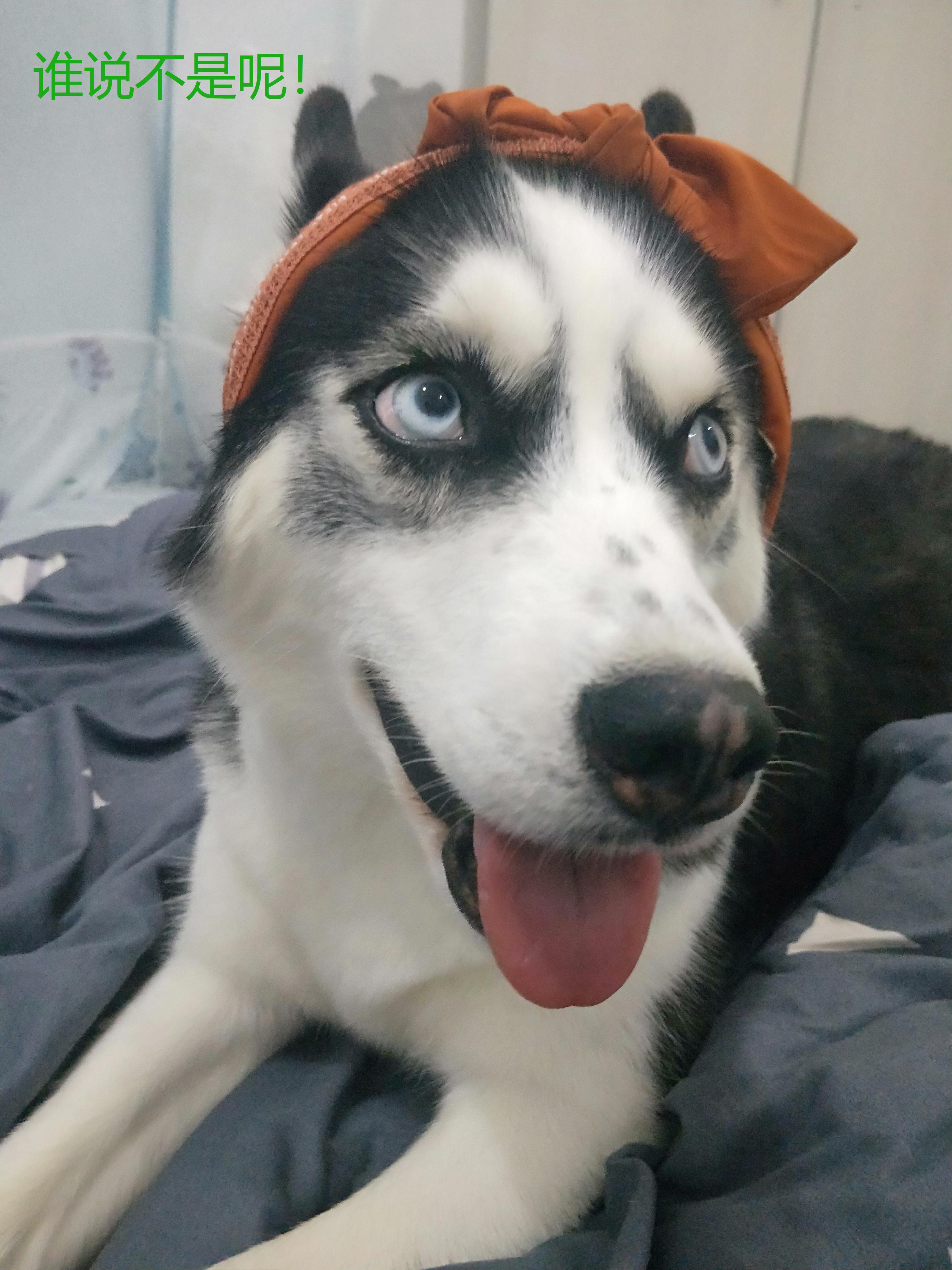 母狗没交配突然怀孕了？铲屎官表示操心啊。