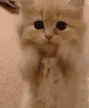 你不知道的猫咪事情,你不知道的猫咪睡姿大揭秘