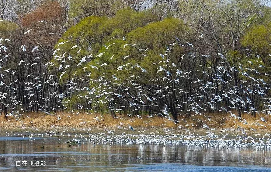 秦皇岛候鸟观赏地,秦皇岛初冬鸟类