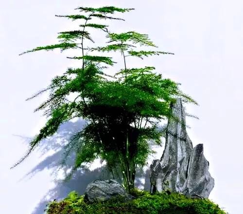 文竹文竹,文竹青翠欲滴