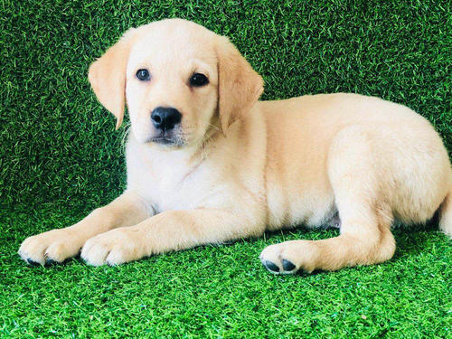 拉布拉多禁止饲养么,养拉布拉多用放笼子么