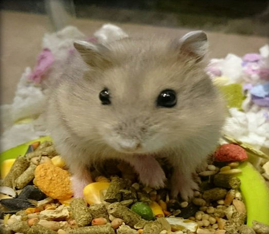 紫仓挑食,紫仓为什么只吃蔬菜