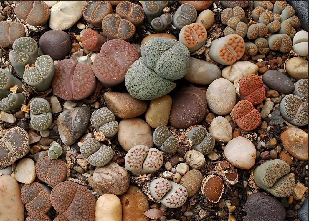 多肉的100个常见品种,10种公认的多肉