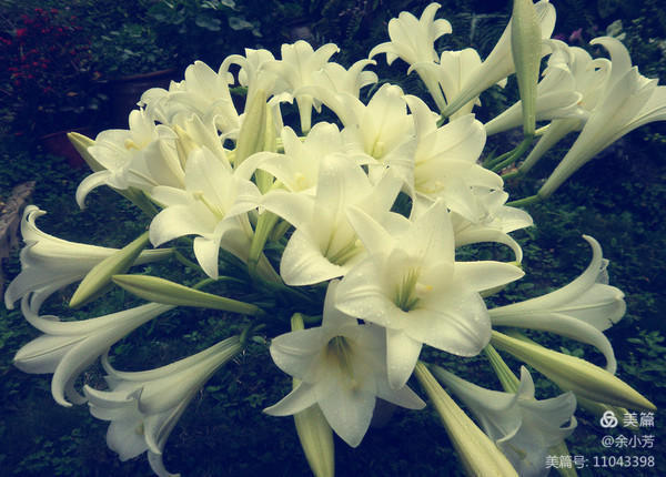 美丽的百合花绽放了,美丽的百合花原唱