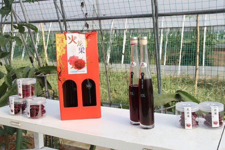 她敢做吃螃蟹第一人，在北方种植火龙果，年收入过百万