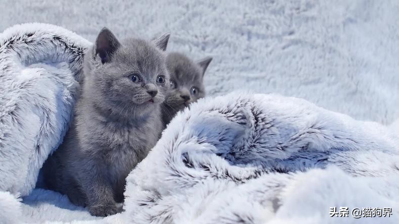 想让猫咪呆在原地,有什么方法有助于猫咪排泄