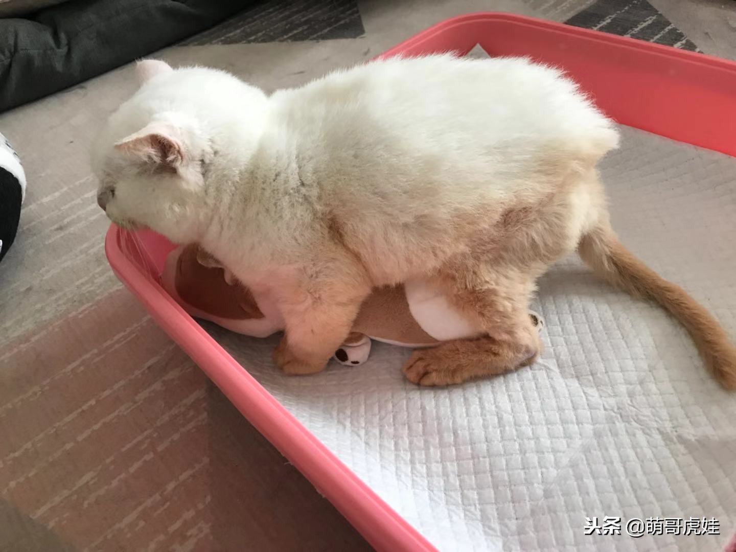 猫咪后肢瘫痪训练方法,给后腿瘫痪的小猫做康复训练