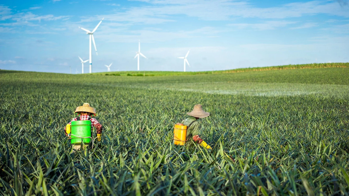 神湾菠萝和徐闻菠萝哪个好吃,广东湛江徐闻菠萝和别的菠萝区别