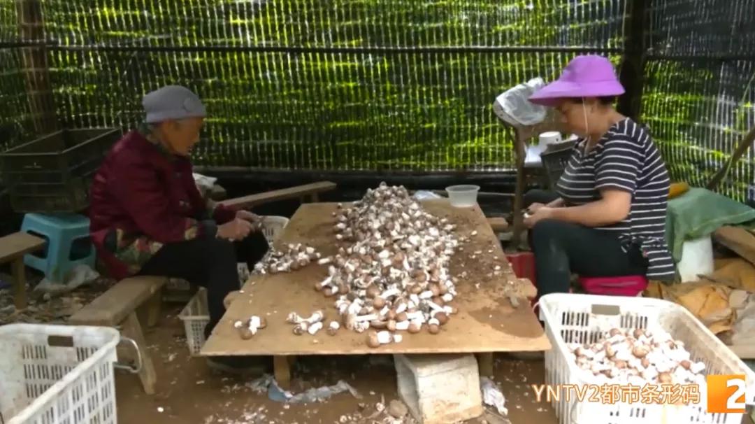 种植小松茸,牛粪种蘑菇技术姬松茸