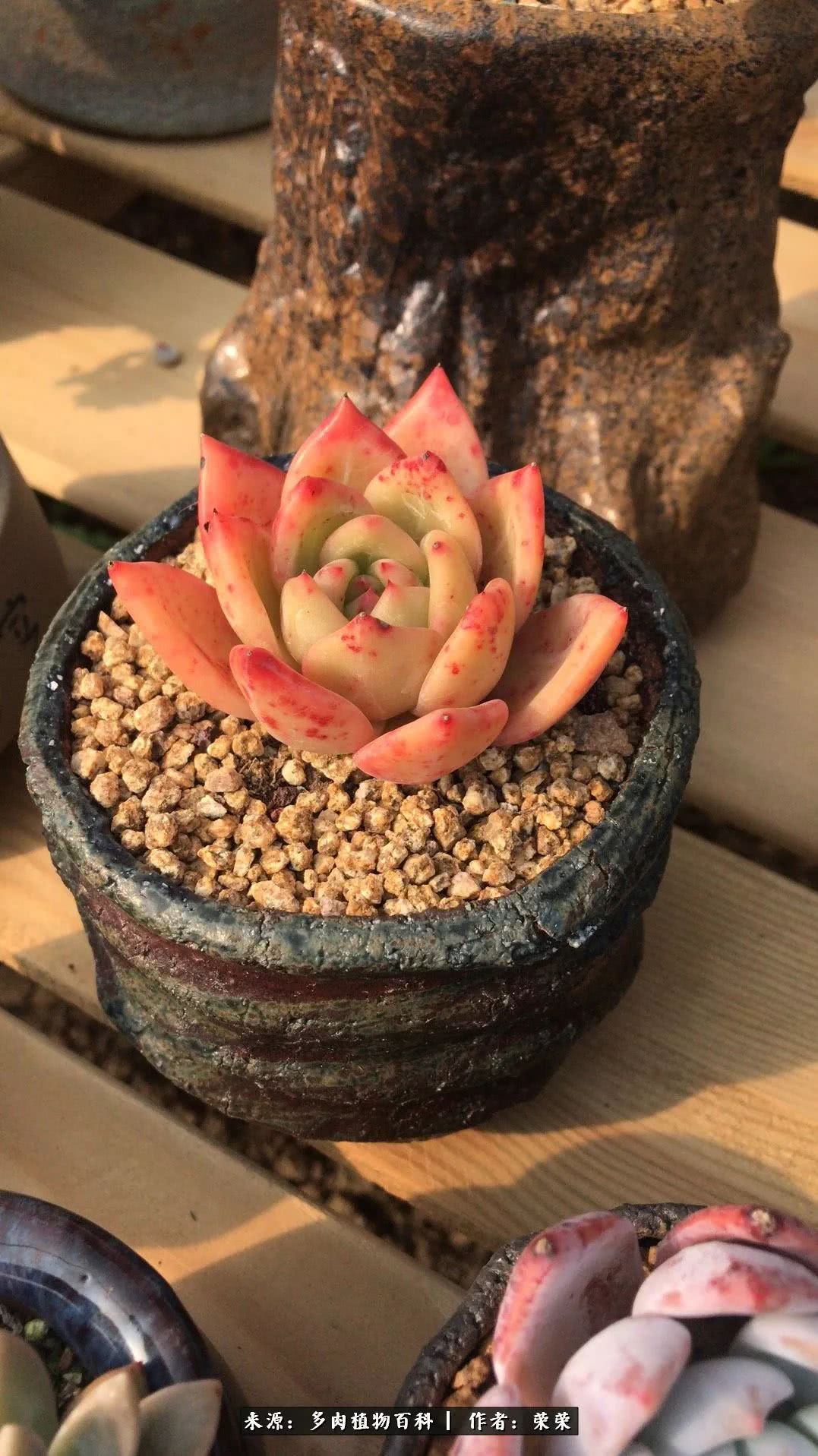 我在包邮区养肉，附多肉越冬度夏养护建议！