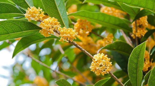 桂花怎么养才能开花不断,养桂花注意事项