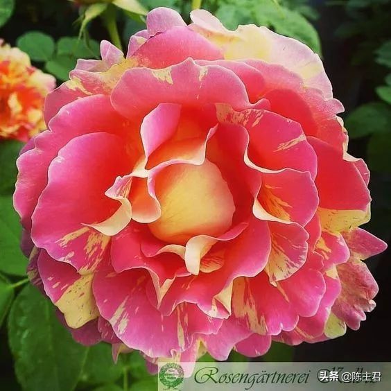 十大最贵法师多肉排行榜,玉露多肉最贵多少钱一棵