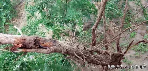 枸杞病虫草害及其防治彩色图谱,枸杞的病虫害怎么治