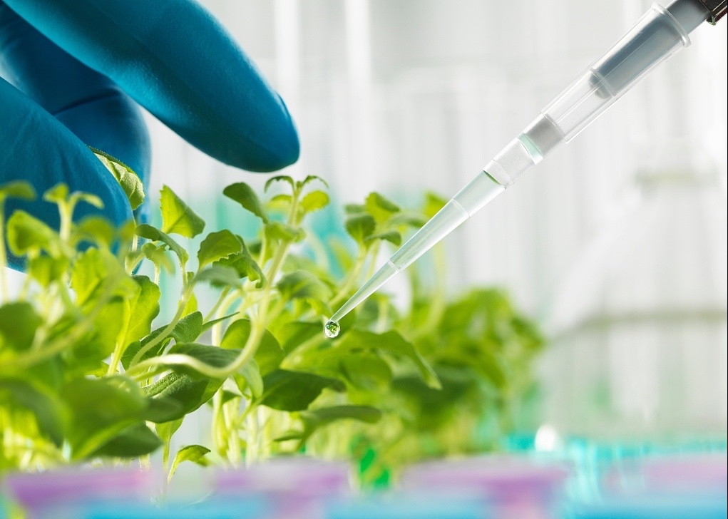 植物的能量和疗愈,植物的灵性和疗愈的力量