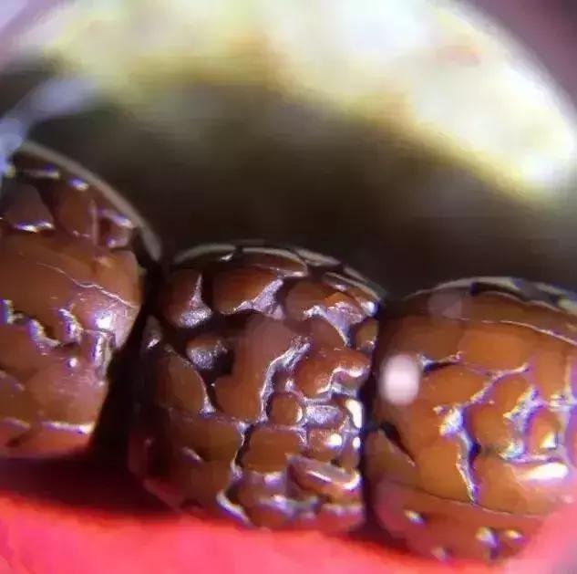 菩提手串掉色有毒吗,菩提手串生虫