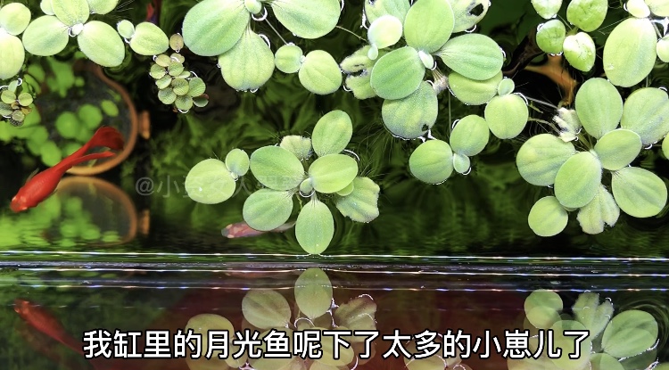 母鱼生产要注意什么,母鱼生完鱼苗需要隔离多久