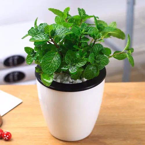 蚊香对猫来说有剧毒？那么夏天该如何驱赶蚊子呢？