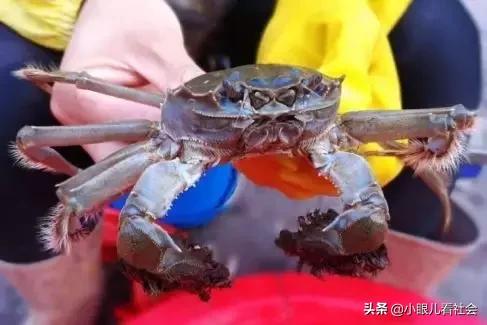 阳澄湖大闸蟹99元30只直播团购,阳澄湖大闸蟹99元包邮