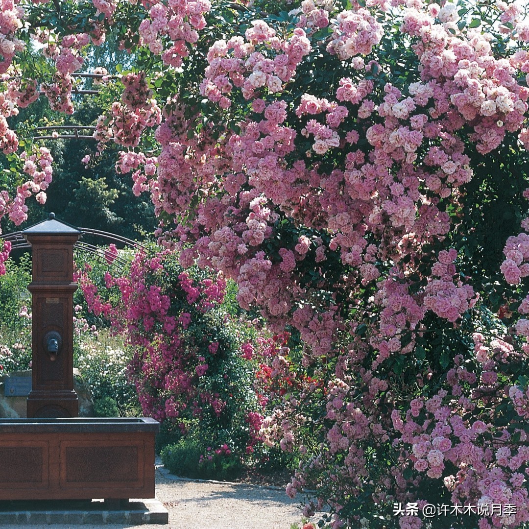什么花藤好养又常年开花,花期长好看又好养的藤花