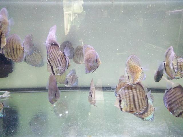 如何清除鱼缸水质中的硝化细菌,鱼缸加了硝化细菌水质浑浊怎么办