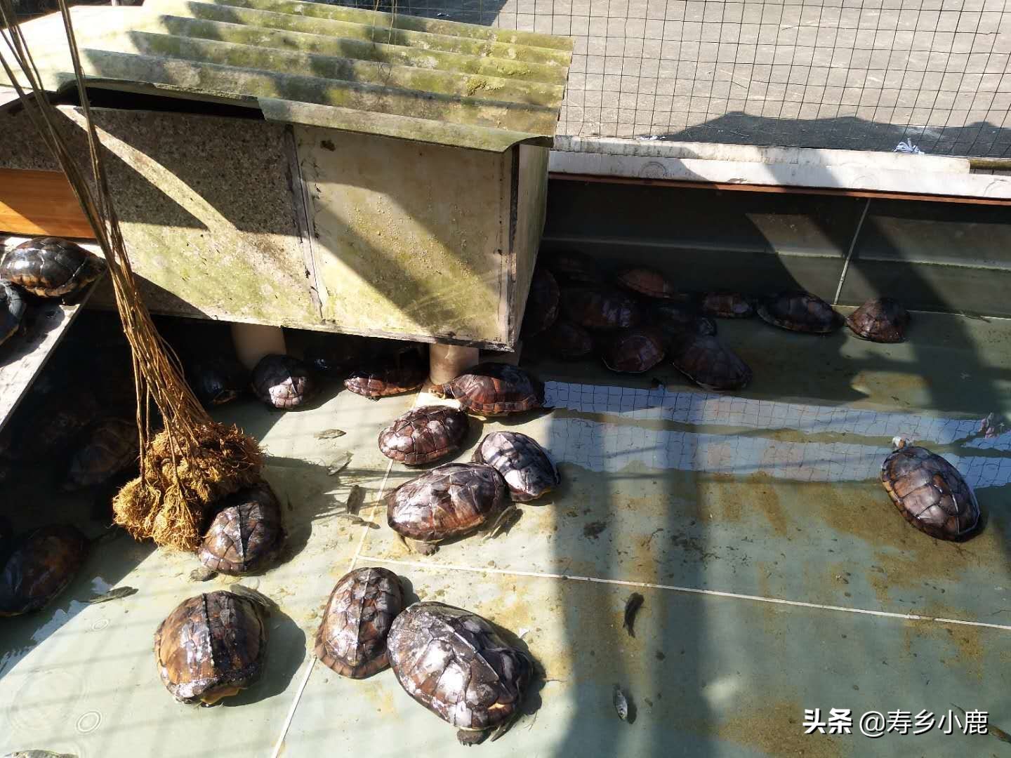 石金钱龟跌落神坛,跌落神坛的宝石