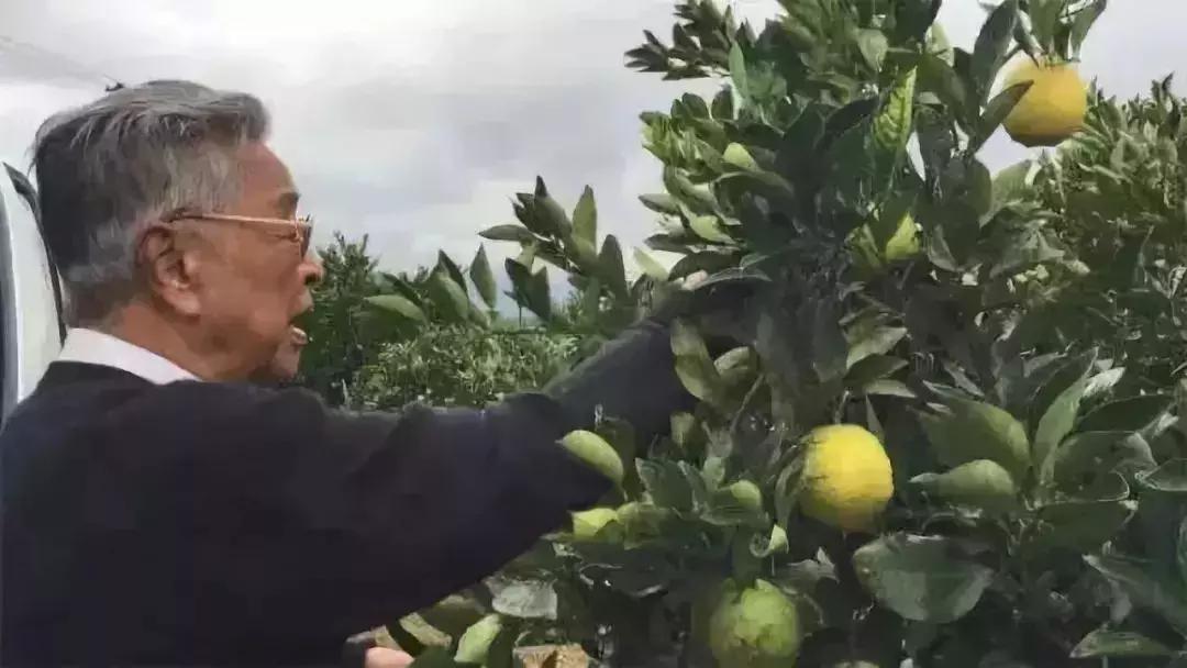 褚时健70岁创业种橙子,褚时健创业历程简短