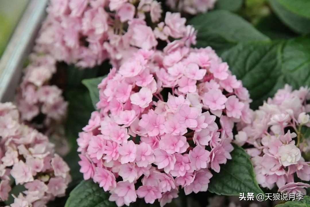 绣球季家里不缺花，全场8折迎初夏