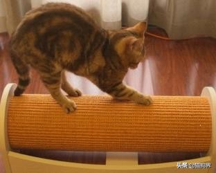 猫咪咬家具怎么办,新手猫咪铲屎官需要准备什么
