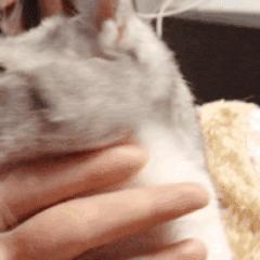 猫咪的八种习性图片,猫咪的七种性格