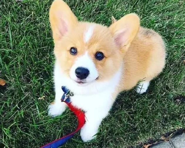 柯基吃了不长肉该喂什么狗粮,柯基不挑食狗粮怎么喂呢