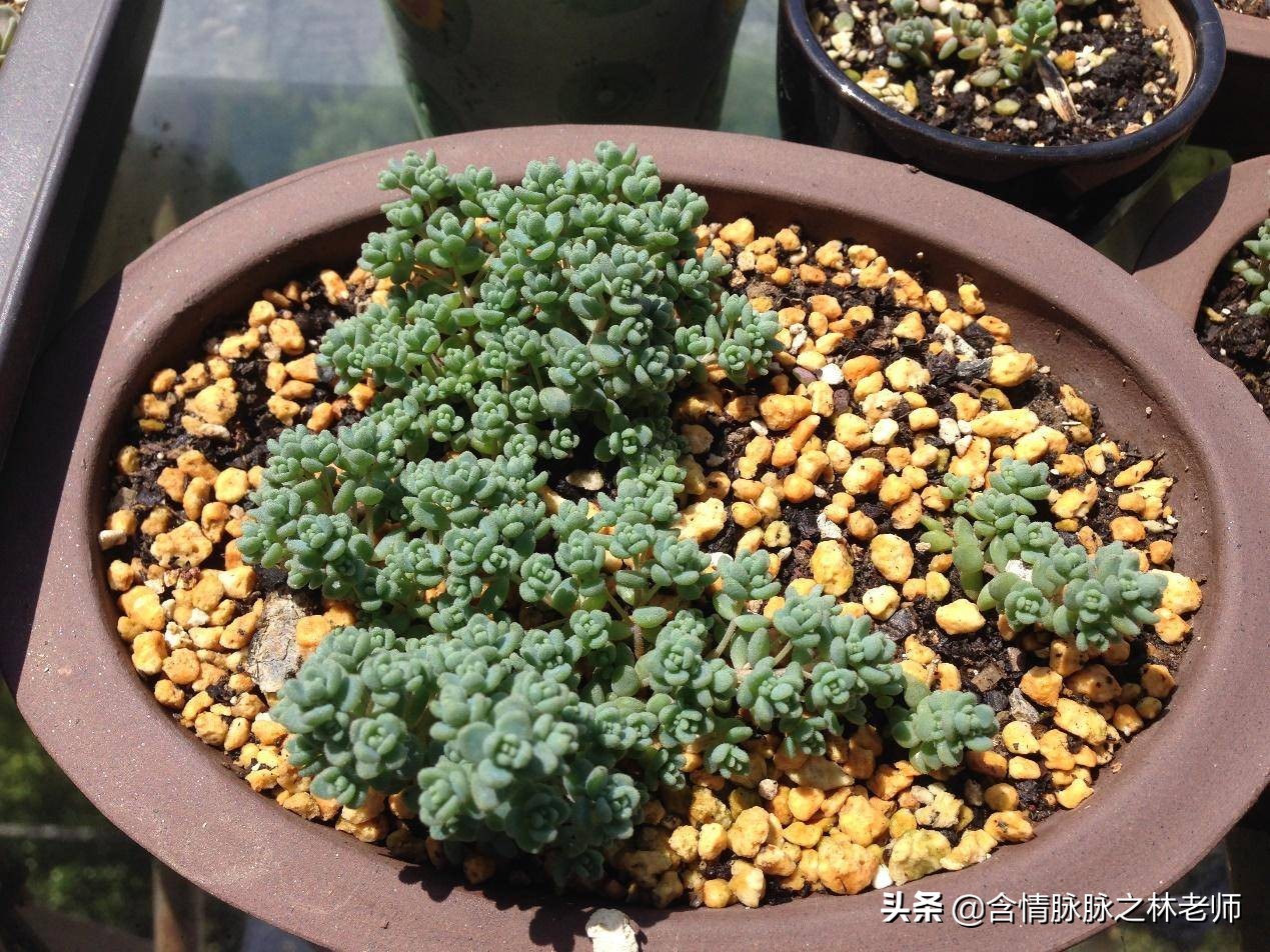 室内三种最旺家庭养植物,家居绿植哪些不适宜养