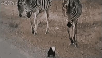 蜜獾不怕毒蛇吗,蜜獾无所畏惧