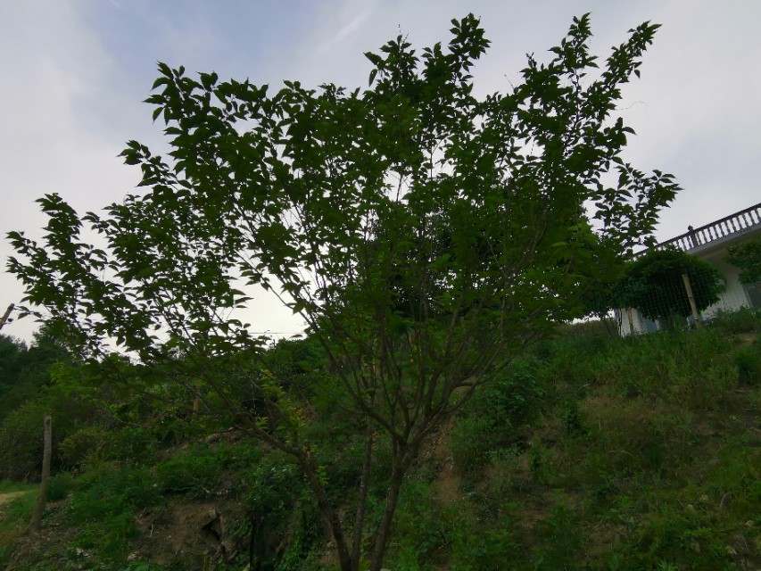 老爸栽的果木，品种很多哦！