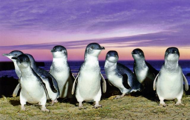 嘘！我要去澳洲了，不如一起吧