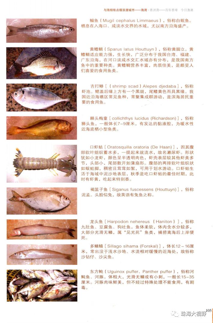 珠海蓝图在哪里,珠海最新蓝图消息