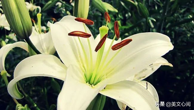 美文心阅：百合花开