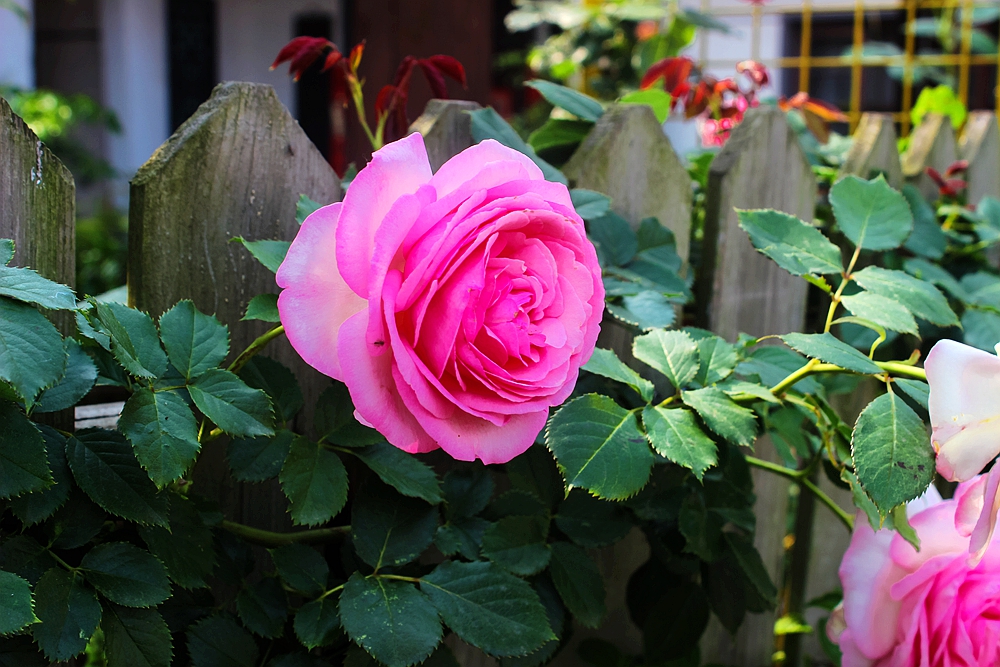月季被称为花中皇后的故事,月季是国花还是市花