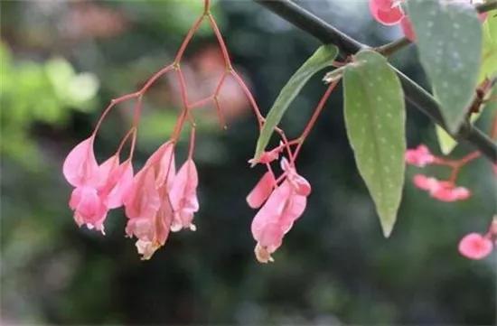竹节海棠怎么养护长得好开花多,竹节海棠怎么养花开得多