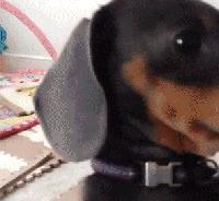 狗子吃醋女朋友,狗子喜欢女朋友怎么办