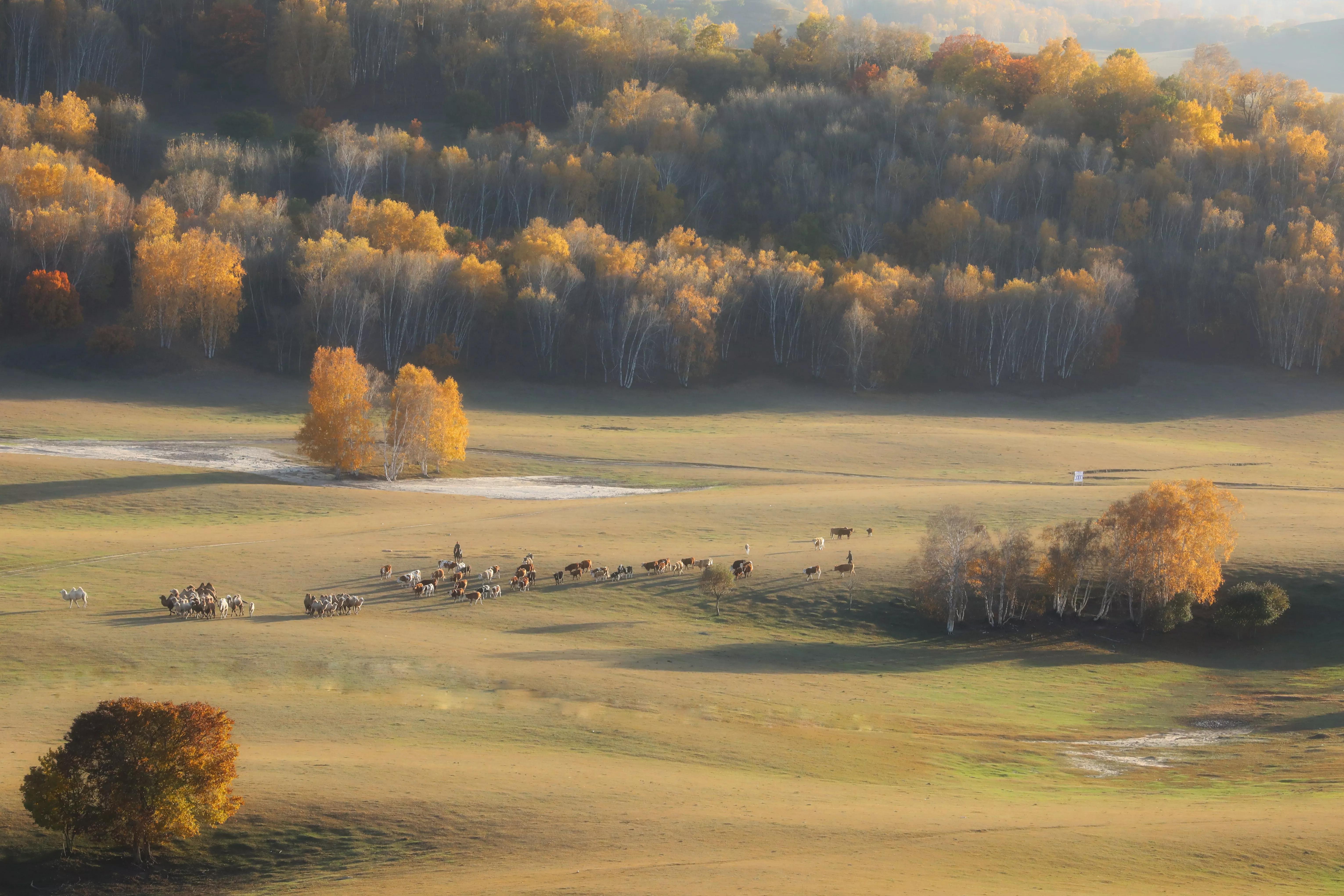 坝上秋色草原,坝上草原游记作文