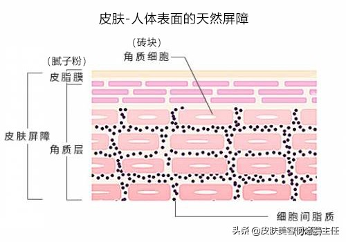皮肤屏障受损多擦水乳可以恢复吗,脸部皮肤屏障严重受损用什么面霜