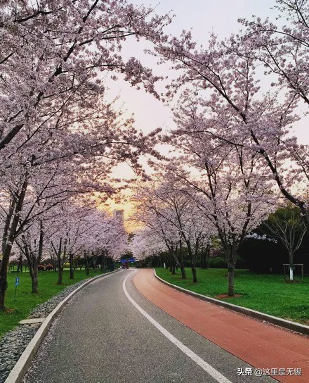 无锡最美网红步道坡度,无锡网红步道有哪些