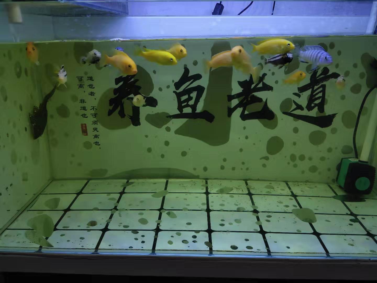 10年鱼缸漏水有必要维修吗,鱼缸烟丝补漏法